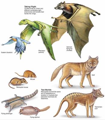 evolution convergent animals biology species types examples birds evolved pterosaurs similar living ancestor common kinds wings science biological natural pressure